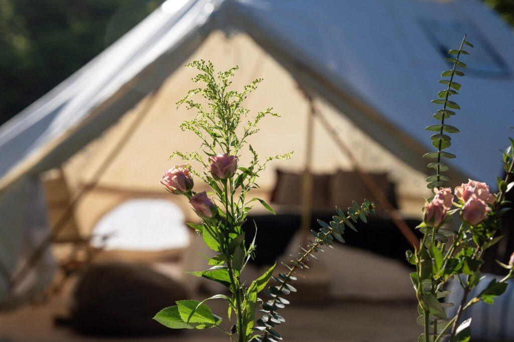 Close-up of pink flowers and green foliage with a canvas tent and blurred bedding visible in the background, suggesting an outdoor or glamping setting.